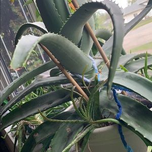 Meet your Posher, Jade